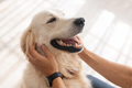 Optimal hud- og pelsvelvære