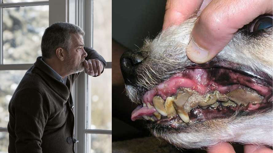 Hund med tandproblemer